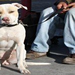 vet insurance